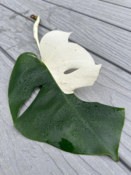 Variegated Monstera Albo Cutting -Monstera Albo Half Moon - Rare Variegated Monstera Borsigiana Albo - SAME Cutting as Pictures - US Seller