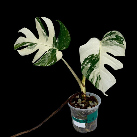 Variegated Monstera Albo Live Plant - Rare White Monstera Albo Borsigiana Plant - Albo Monstera - US Seller - Indoor Houseplant -EXACT Plant