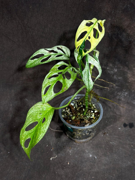 High Variegated White Monstera Adansonii Albo in a Nursery Pot - Swiss Cheese variegated Potted Plant - Rare Collector Plant - US Seller