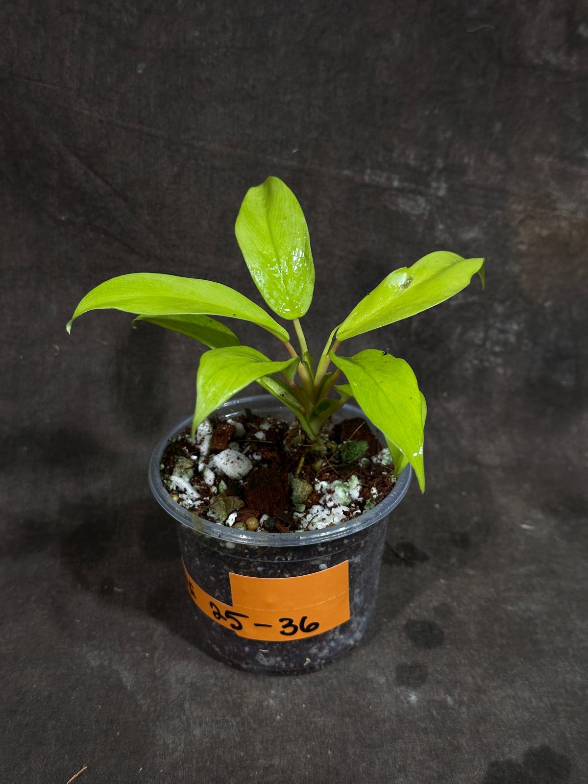 Variegated Philodendron Thai Sunrise in a Nursery Pot- Tropical Indoor Plant - Rare Houseplant - Exact Same Potted Plant- US Seller