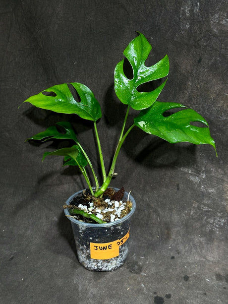 Rare Variegated Rhaphidophora Tetrasperma Albo in a Nursery Pot - Rare Mini Tetrasperma - Beginners Plant - Rare Collector Plant - US Seller