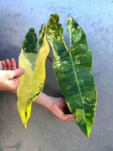Variegated Philodendron Billietiae Live Plant  - Large Leaves - Grower’s Choice Variegated Aroid - Non Exact Plant