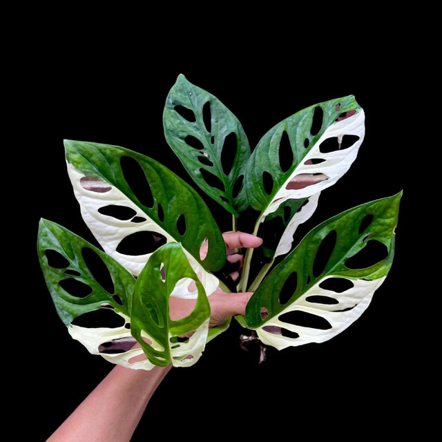 Monstera Adansonii Albo