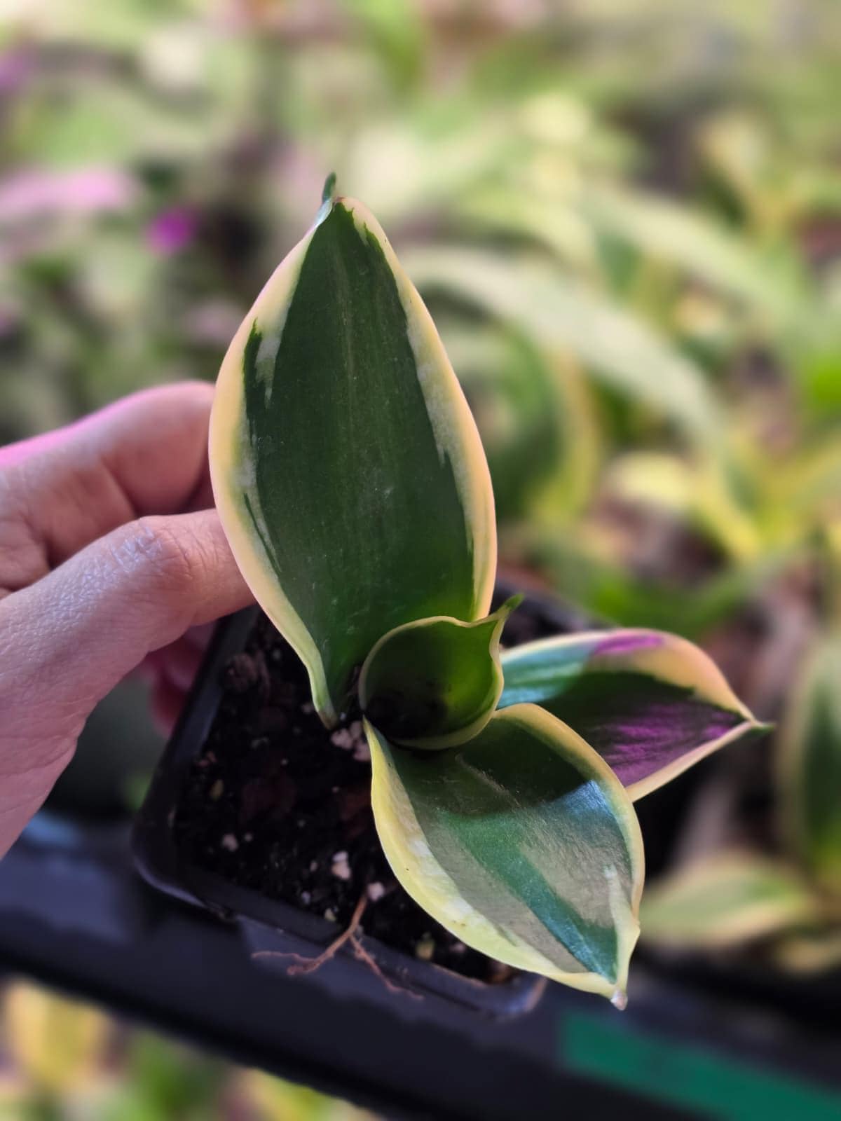 Sansevieria Trifasciata