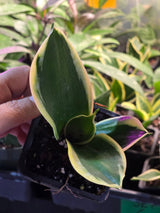 sansevieria