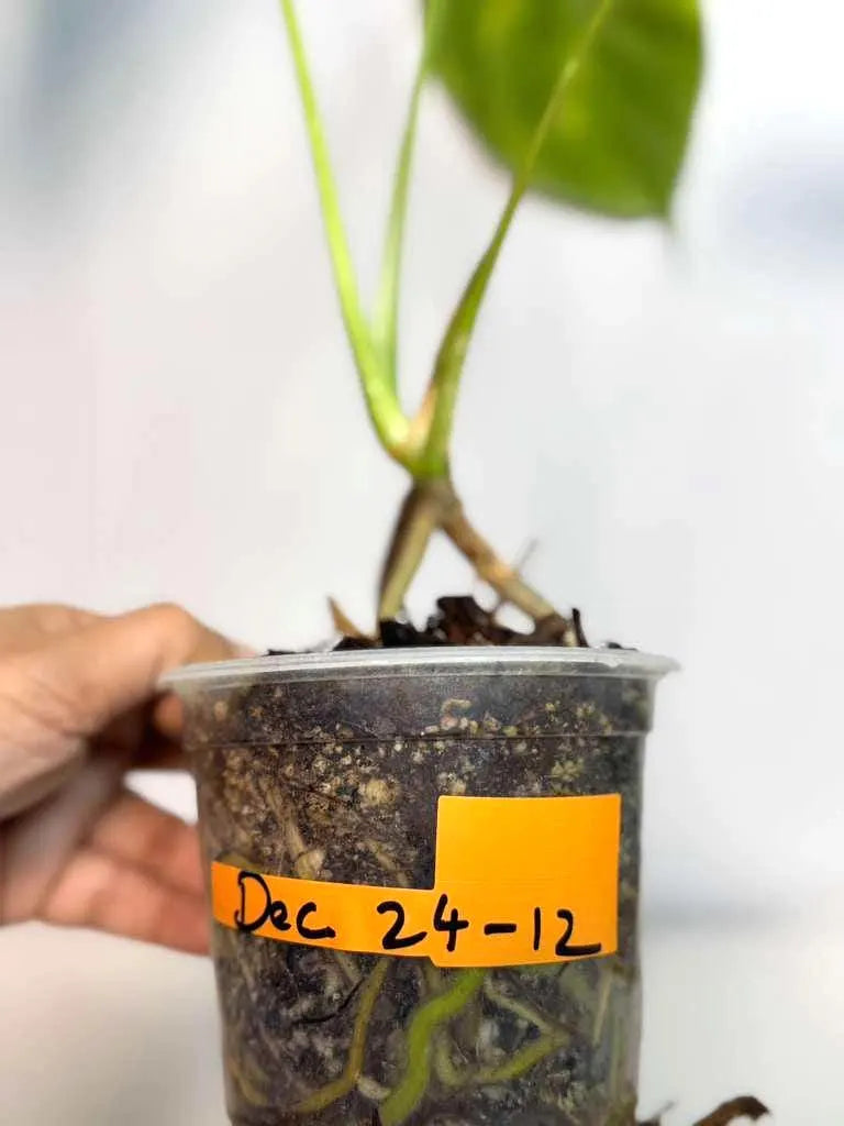 Monstera Aurea Variegated Borsigiana EXACT Live Plant - Monstera Marmota - Collector's Aroid - US Seller