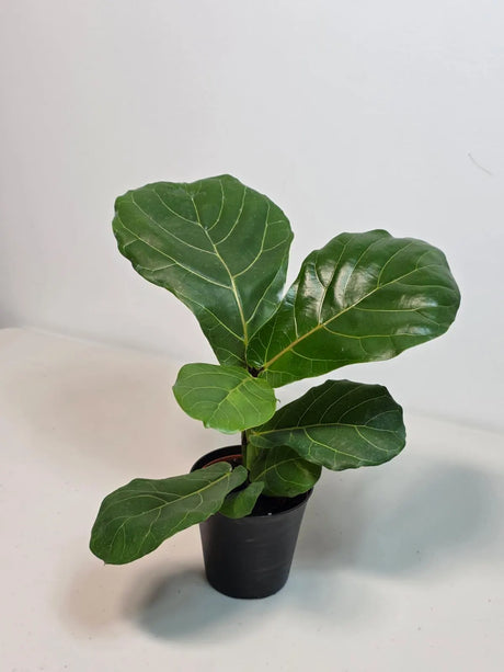 fiddle leaf fig