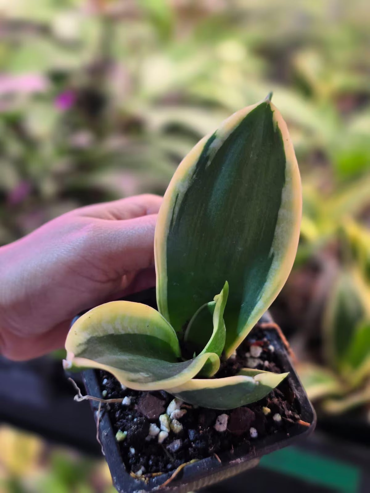 mother in law plant