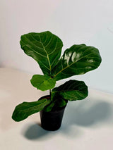 ficus lyrata