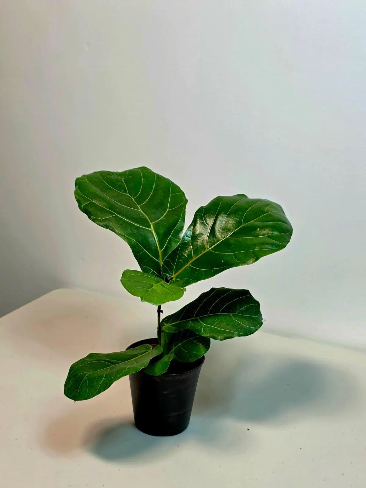 live ficus plant