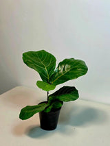 live ficus plant