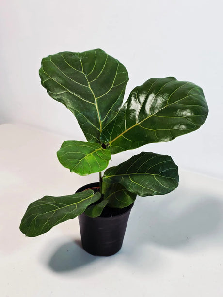 fiddle leaf fig tree