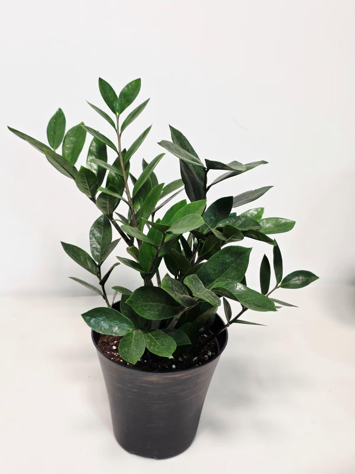 indoor greenery