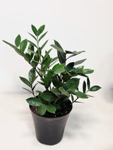 indoor greenery