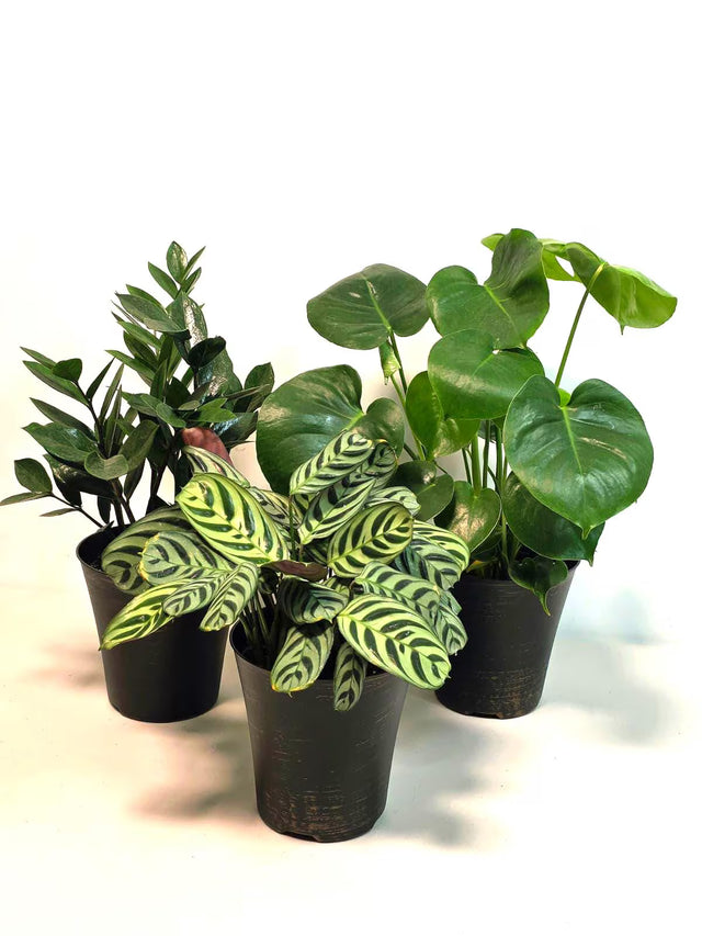 assorted houseplants