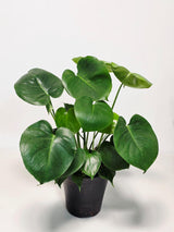 monstera plant