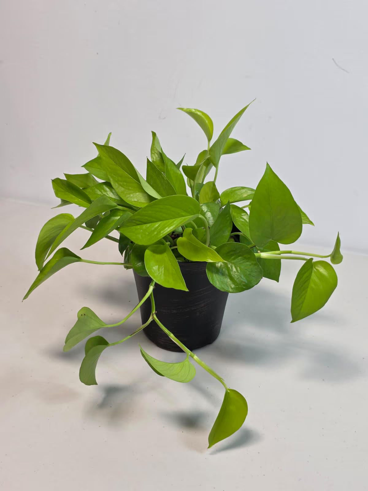 philodendron