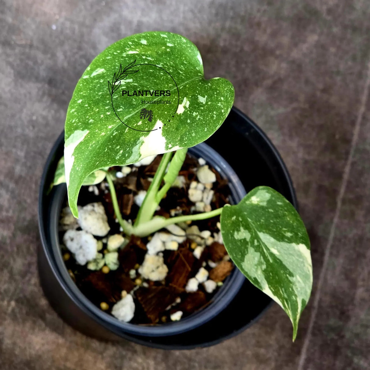 Monstera Thai Constellation