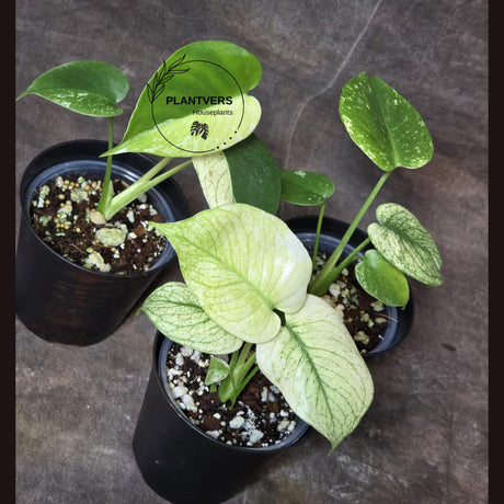 Monstera Potted Mint
