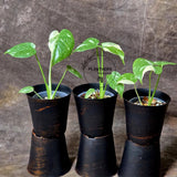 Thai con plant
