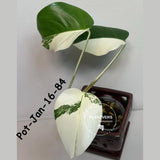 Rare Variegated Monstera Albo – Large Form White Monstera Borsigiana (Exact Plant)