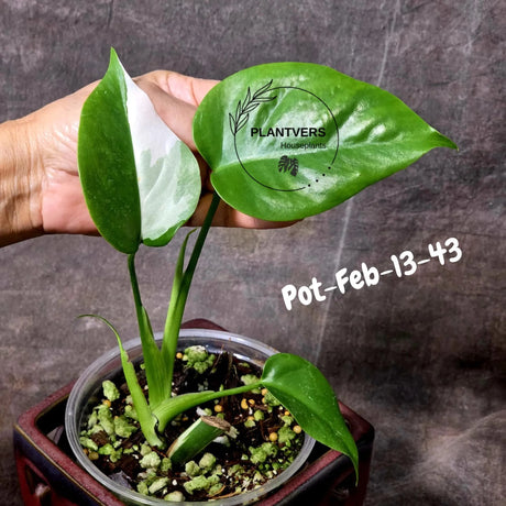 Rare Variegated Monstera Albo – Large Form White Monstera Borsigiana (Exact Plant)