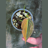 Variegated Philodendron Mican Aurea in a Nursery Pot - Rare Collector Plant - EXACT Plant - US SELLER