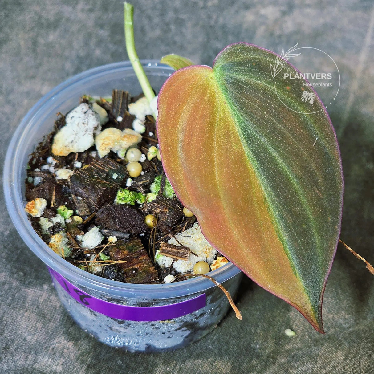 Variegated Philodendron Mican Aurea in a Nursery Pot - Rare Collector Plant - EXACT Plant - US SELLER