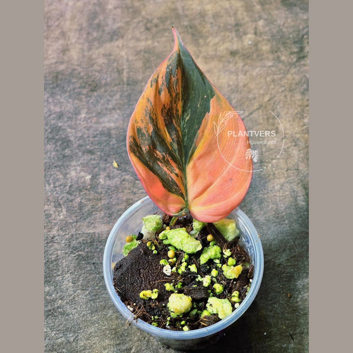 Variegated Philodendron Mican Aurea in a Nursery Pot - Rare Collector Plant - EXACT Plant - US SELLER