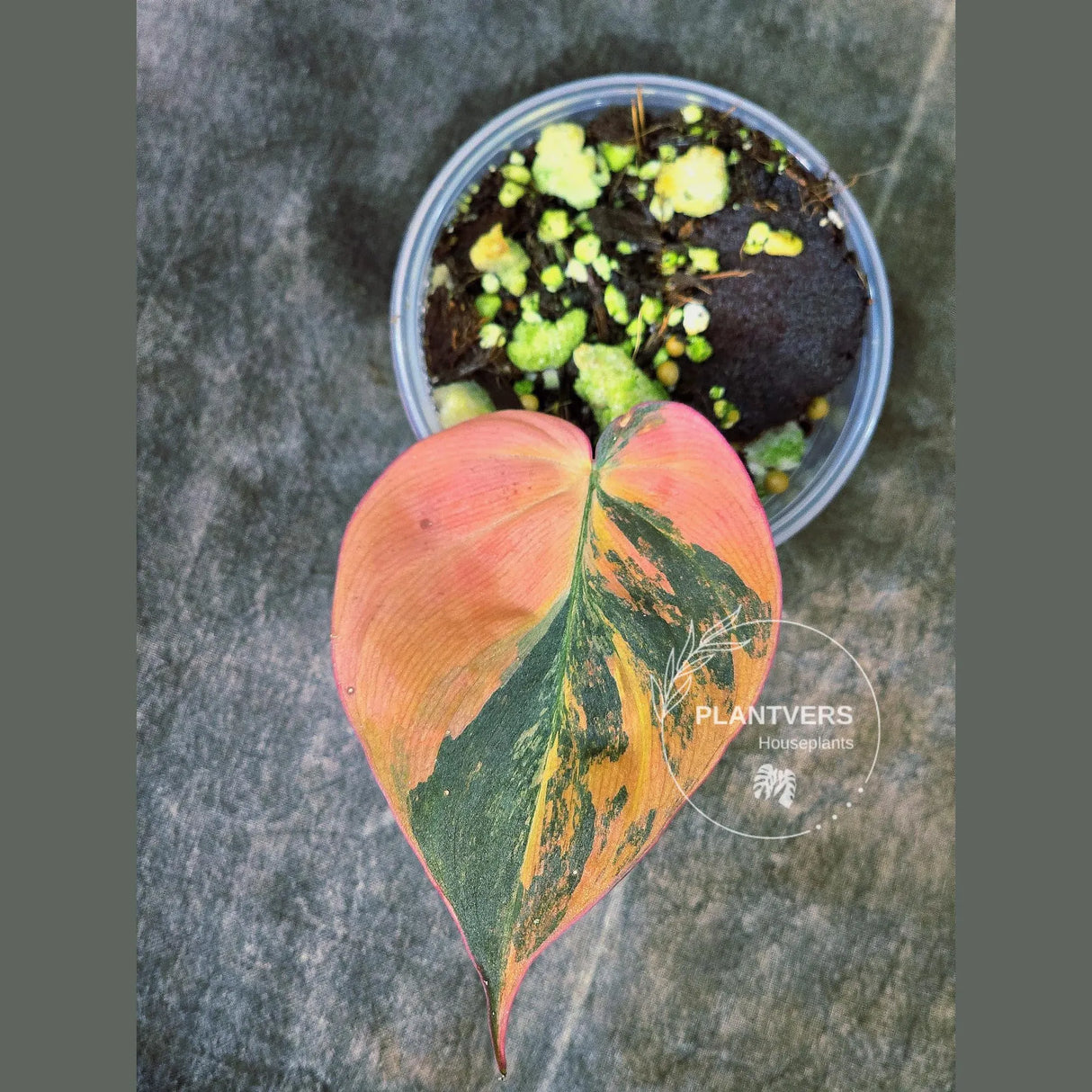 Variegated Philodendron Mican Aurea in a Nursery Pot - Rare Collector Plant - EXACT Plant - US SELLER