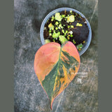 Variegated Philodendron Mican Aurea in a Nursery Pot - Rare Collector Plant - EXACT Plant - US SELLER