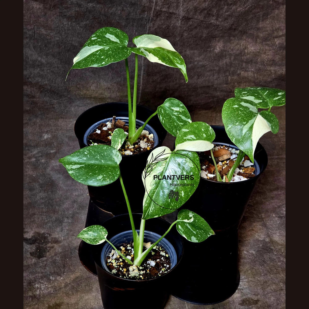 Indoor rare plants