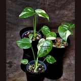 Indoor rare plants