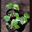 monstera Thai plant
