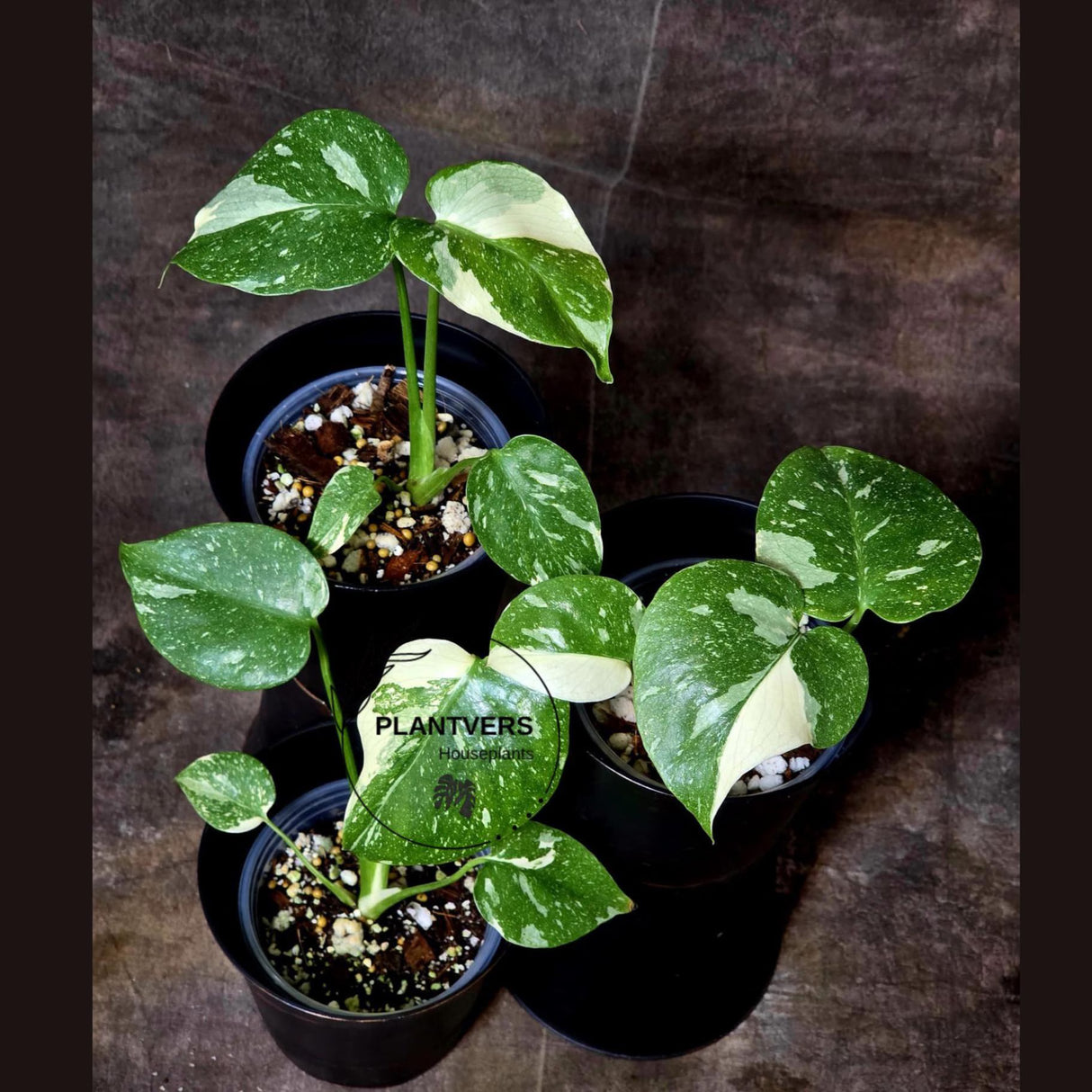 collectors plant
