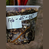 High Variegated Philodendron Strawberry Shake - Rare Collector Plant - Exact Plant - US Seller