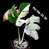 Rare Variegated Monstera Albo – Large Form White Monstera Borsigiana (Exact Plant)