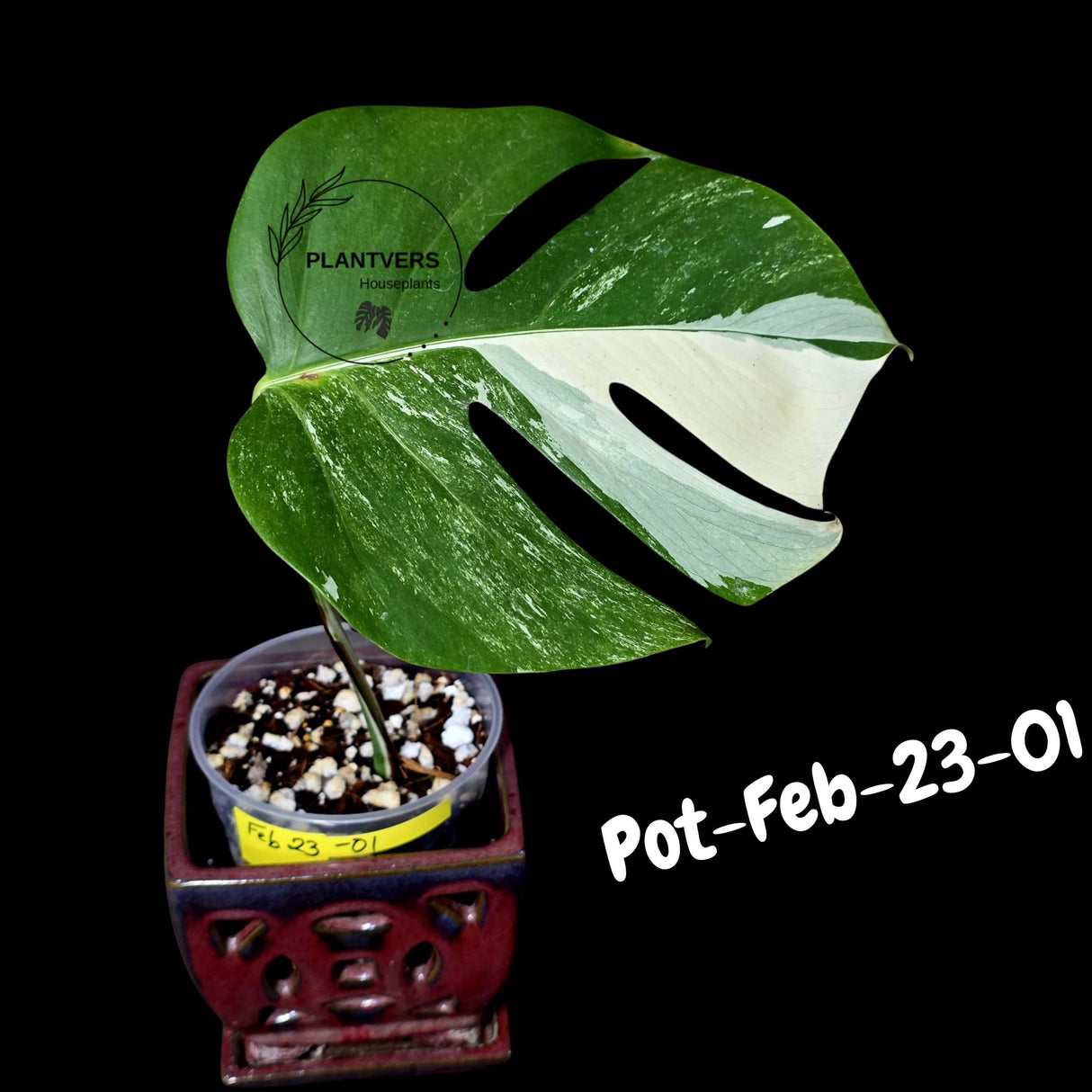 Rare Variegated Monstera Albo – Large Form White Monstera Borsigiana (Exact Plant)