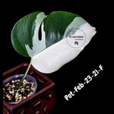 Rare Variegated Monstera Albo – Large Form White Monstera Borsigiana (Exact Plant)