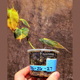 Variegated Philodendron Mican Aurea in a Nursery Pot - Rare Collector Plant - EXACT Plant - US SELLER