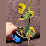 Variegated Philodendron Mican Aurea in a Nursery Pot - Rare Collector Plant - EXACT Plant - US SELLER
