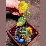 Variegated Philodendron Mican Aurea in a Nursery Pot - Rare Collector Plant - EXACT Plant - US SELLER