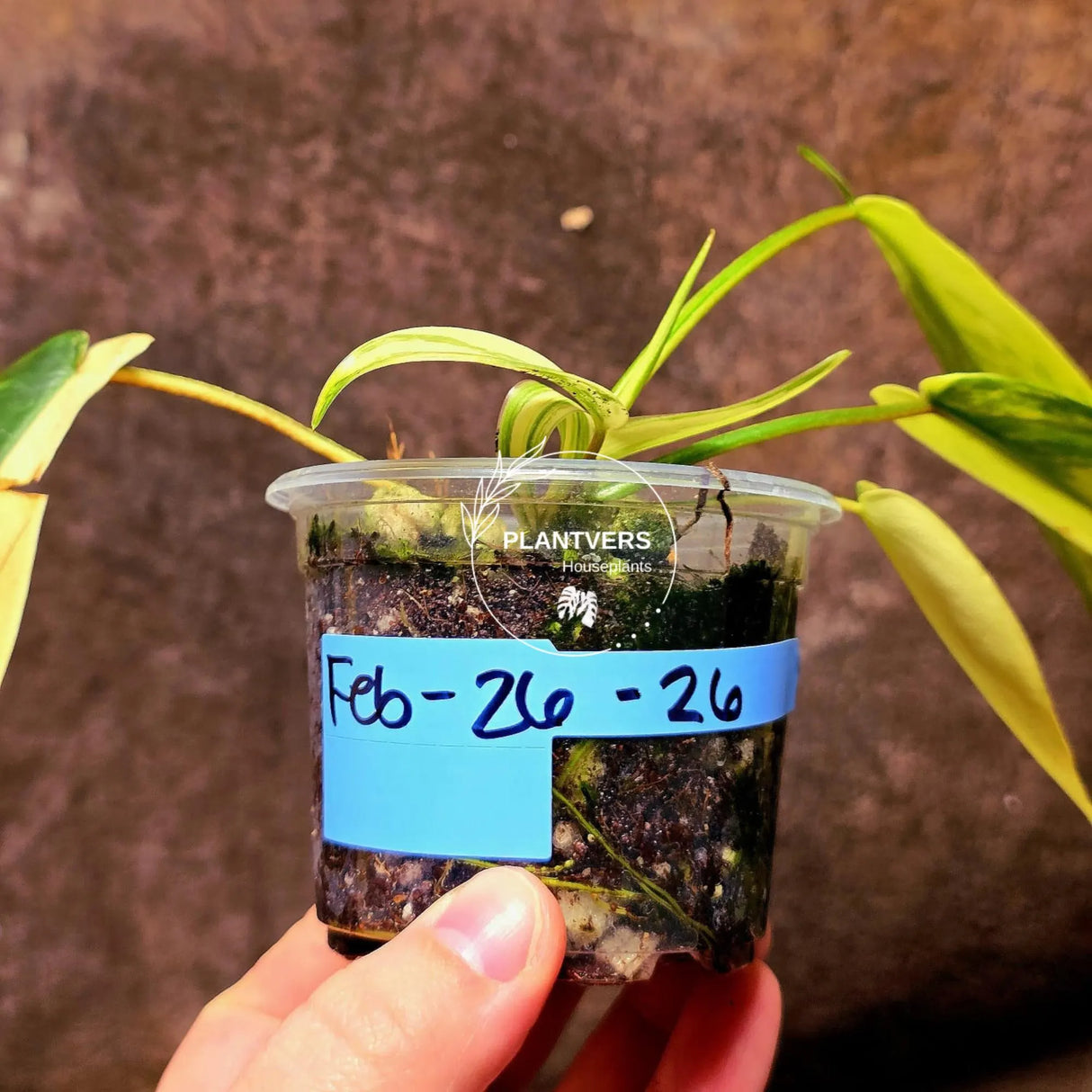 Variegated Philodendron Florida Beauty - Rare Collector Plant - EXACT Plant - US Seller