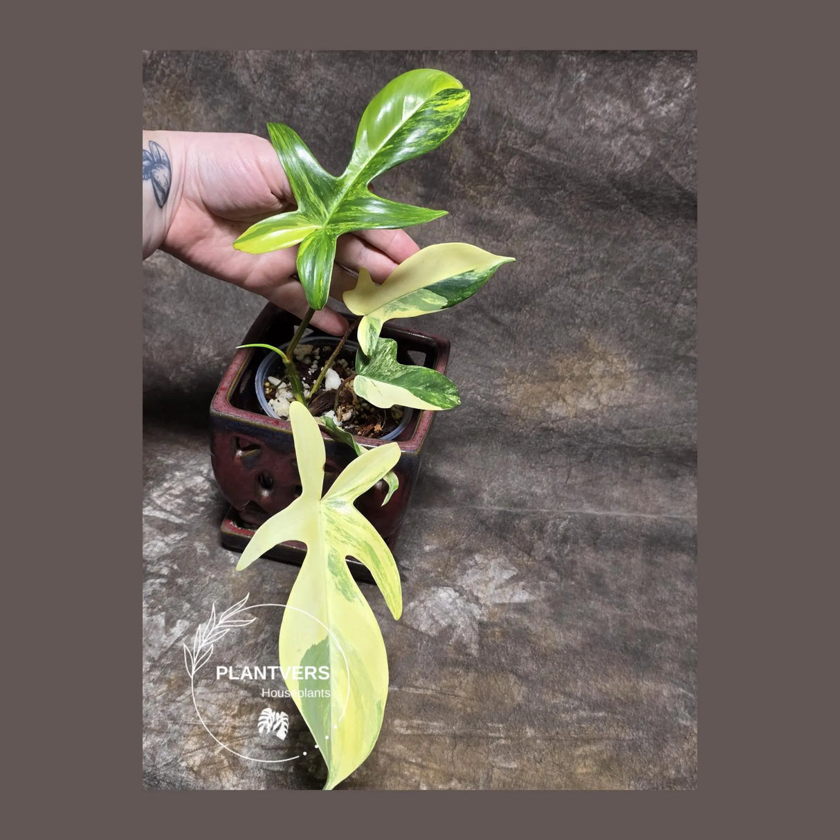 Variegated Philodendron Florida Beauty in a Nursery Pot - Rare Collector Plant - Exact Plant - US Seller