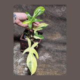 Variegated Philodendron Florida Beauty in a Nursery Pot - Rare Collector Plant - Exact Plant - US Seller