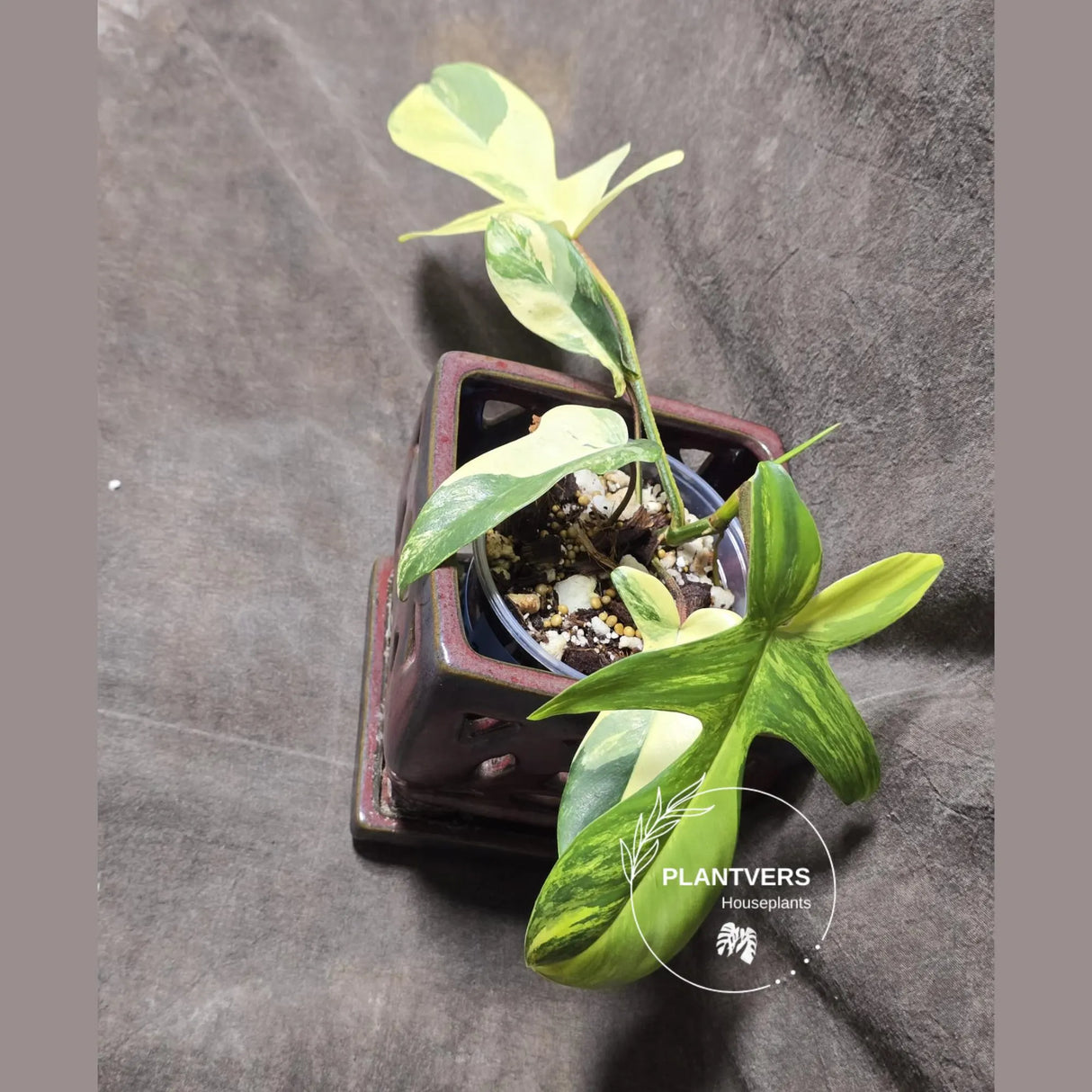 Variegated Philodendron Florida Beauty in a Nursery Pot - Rare Collector Plant - Exact Plant - US Seller