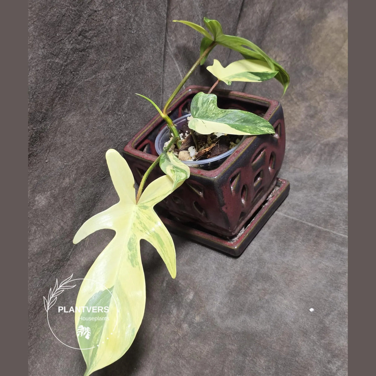 Variegated Philodendron Florida Beauty in a Nursery Pot - Rare Collector Plant - Exact Plant - US Seller