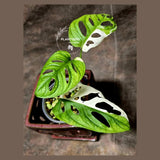 High Variegated White Monstera Adansonii Albo in a Nursery Pot - Swiss Cheese Variegated Potted Plant - Rare Collector Plant - US Seller