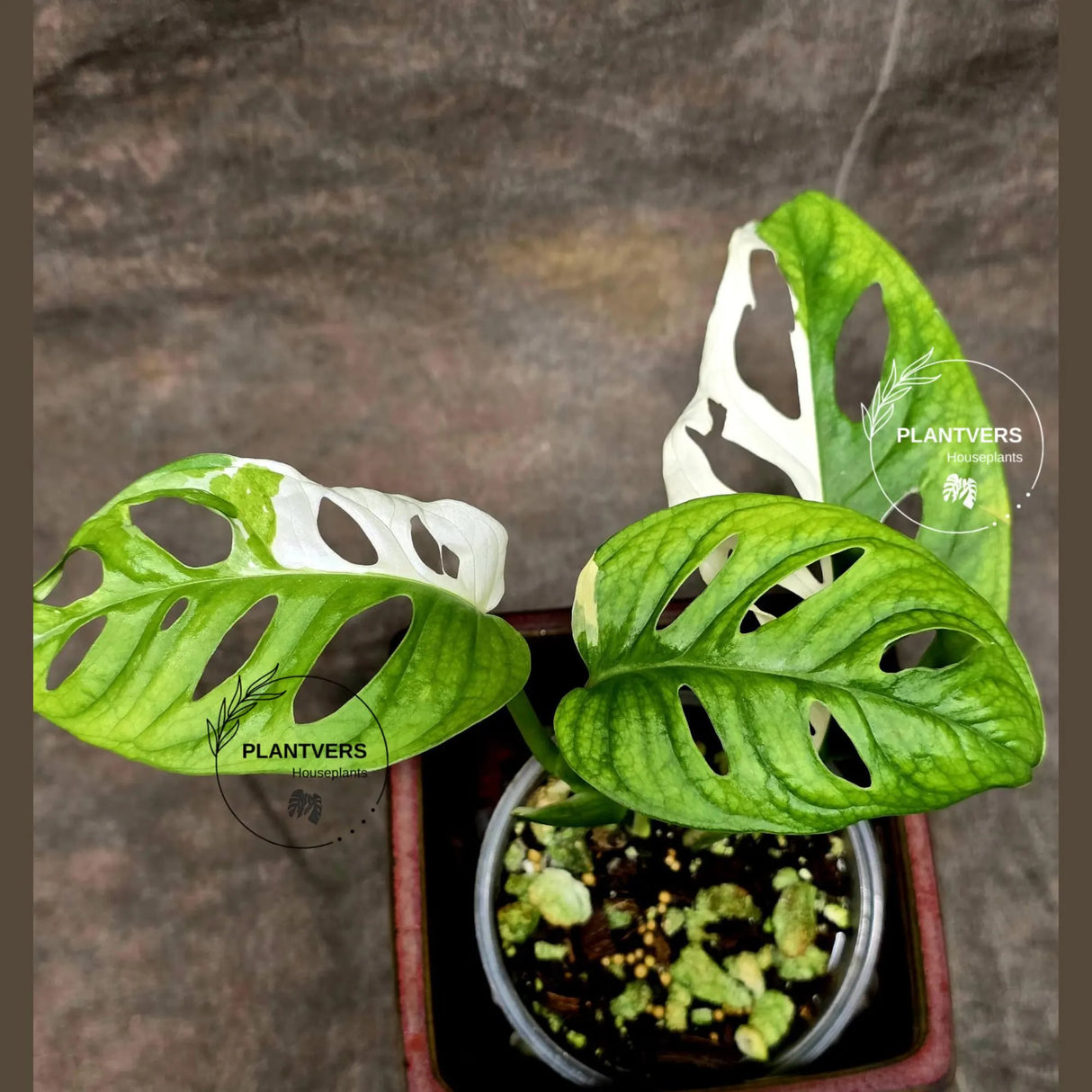 High Variegated White Monstera Adansonii Albo in a Nursery Pot - Swiss Cheese Variegated Potted Plant - Rare Collector Plant - US Seller