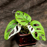 High Variegated White Monstera Adansonii Albo in a Nursery Pot - Swiss Cheese Variegated Potted Plant - Rare Collector Plant - US Seller